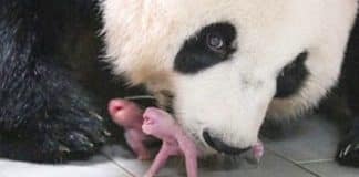 Vídeo mostra panda gigante dando à luz a gêmeos pela primeira vez na Coreia do Sul