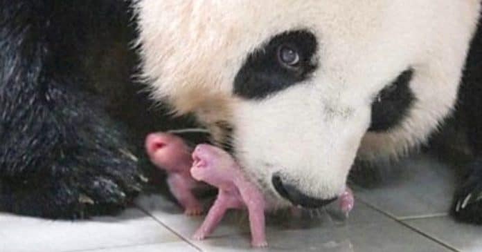 Vídeo mostra panda gigante dando à luz a gêmeos pela primeira vez na Coreia do Sul