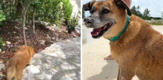 VÍDEO: Cão surdo e cego leva hóspedes de Airbnb à praia todas as manhãs. “Tão fofo”