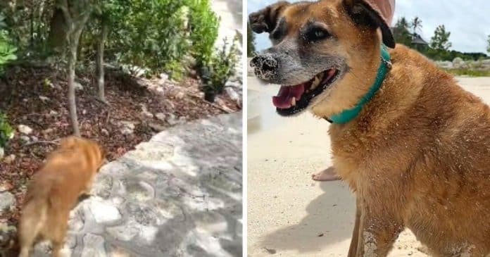 VÍDEO: Cão surdo e cego leva hóspedes de Airbnb à praia todas as manhãs. “Tão fofo”