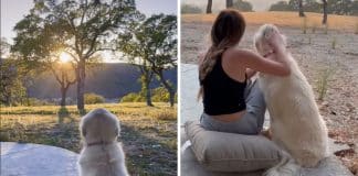 VÍDEO: Cãozinho contempla o pôr do sol todos os dias e emociona à todos nas redes sociais
