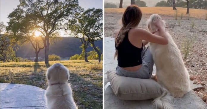 VÍDEO: Cãozinho contempla o pôr do sol todos os dias e emociona à todos nas redes sociais