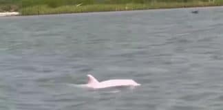 VÍDEO: Golfinho raro cor-de-rosa aparece no Golfo do México
