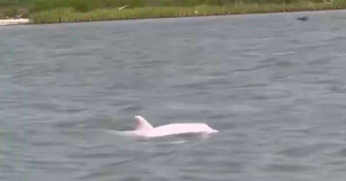 VÍDEO: Golfinho raro cor-de-rosa aparece no Golfo do México