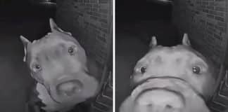 VÍDEO: Pitbull acorda vizinhos às 4 da manhã tocando a campainha