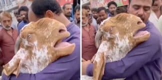 Cabra comove ao abraçar dono e chorar para não ser vendida em vídeo tocante