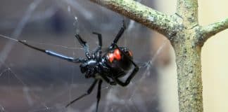 Criança é hospitalizada após picada de Viúva-Negra ao tentar imitar o Homem-Aranha