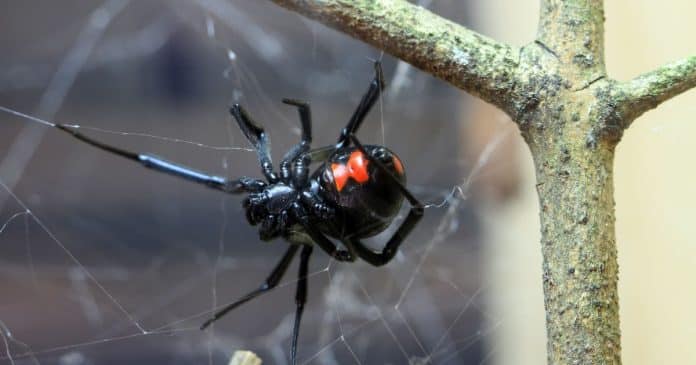 Criança é hospitalizada após picada de Viúva-Negra ao tentar imitar o Homem-Aranha