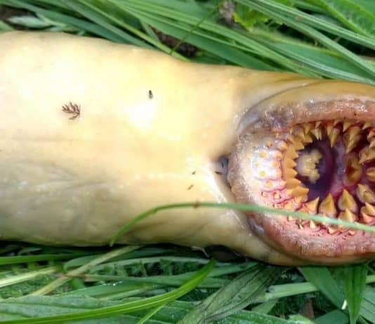 Criatura aterrorizante que ‘parece ter saído de filme’ é encontrada em rio