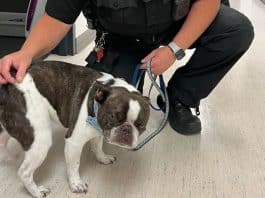 Dona abandona seu cão em aeroporto por não poder levá-lo no avião