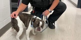 Dona abandona seu cão em aeroporto por não poder levá-lo no avião