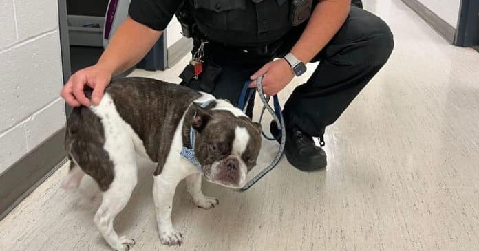 Dona abandona seu cão em aeroporto por não poder levá-lo no avião