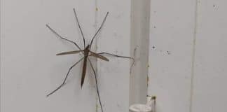 Entenda os motivos para não matar a “Tipula”; inseto comum de se encontrar em casa