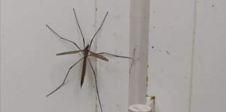 Entenda os motivos para não matar a “Tipula”; inseto comum de se encontrar em casa