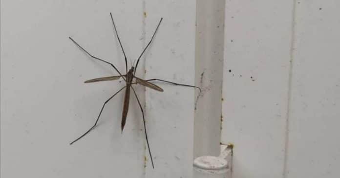 Entenda os motivos para não matar a “Tipula”; inseto comum de se encontrar em casa
