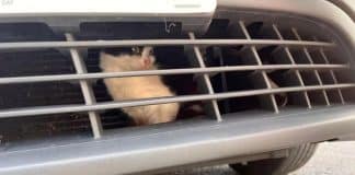 Gatinho desaparecido por 1 semana é encontrado preso em motor de táxi que andou 800 km