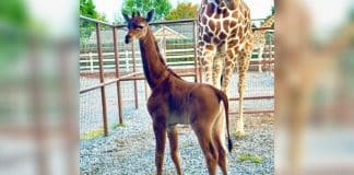 Girafa nasce sem manchas em zoológico nos EUA – única conhecida no mundo