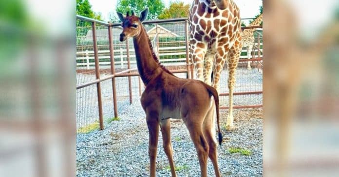 Girafa nasce sem manchas em zoológico nos EUA – única conhecida no mundo