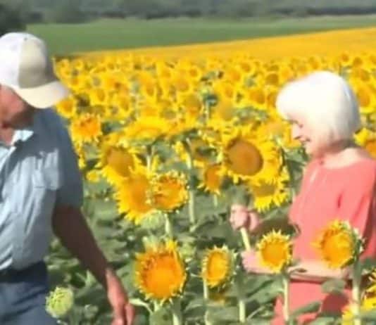 Homem surpreende esposa com 1,2 milhão de girassóis como presente de 50 anos de casamento
