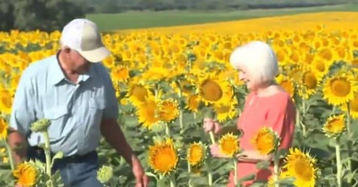 Homem surpreende esposa com 1,2 milhão de girassóis como presente de 50 anos de casamento