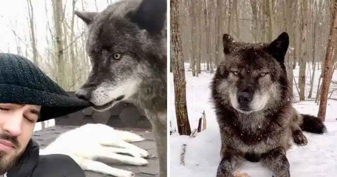 jovem-prefere-ter-como-animal-de-estimacao-uma-loba-do-que-um-cachorro Jovem prefere ter como animal de estimação uma loba do que um cachorro