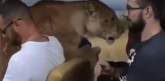 VÍDEO: Leoa surpreende turistas em passeio no safári: ‘Pede carinho como um gatinho’