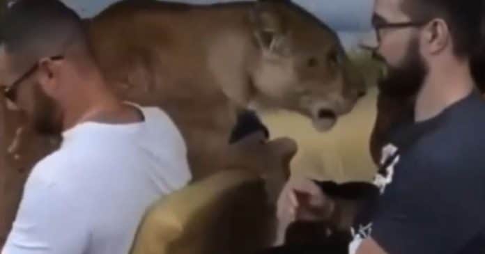 VÍDEO: Leoa surpreende turistas em passeio no safári: ‘Pede carinho como um gatinho’