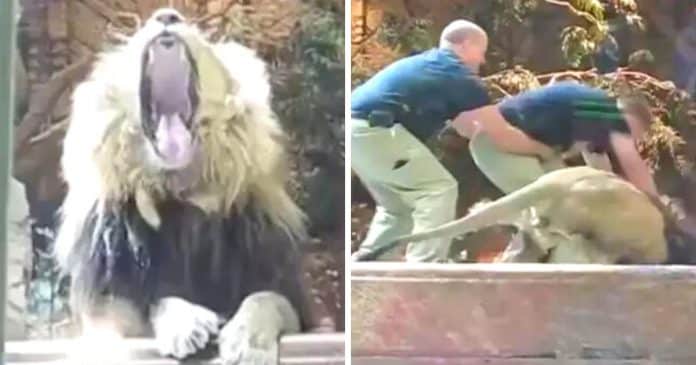 Momento inacreditável: Tratador é atacado por um leão, mas salvo por uma leoa