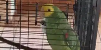 VÍDEO: Papagaio faz testemunhas de Jeová esperarem meia hora no portão