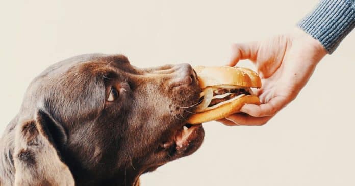 Pode ou não? Descubra o que acontece quando um cachorro come pão