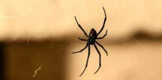 Por que você nunca deve matar uma aranha que encontrar na sua casa