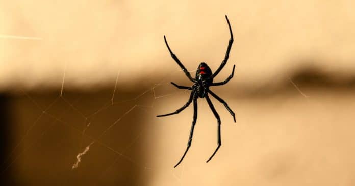 Por que você nunca deve matar uma aranha que encontrar na sua casa