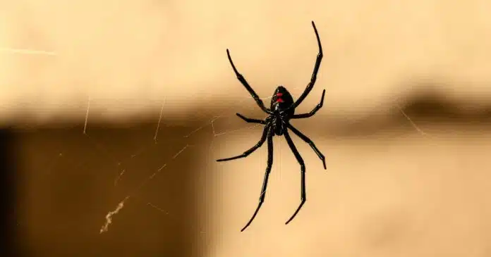por-que-voce-nunca-deve-matar-uma-aranha-que-encontrar-na-sua-casa Por que você nunca deve matar uma aranha que encontrar na sua casa