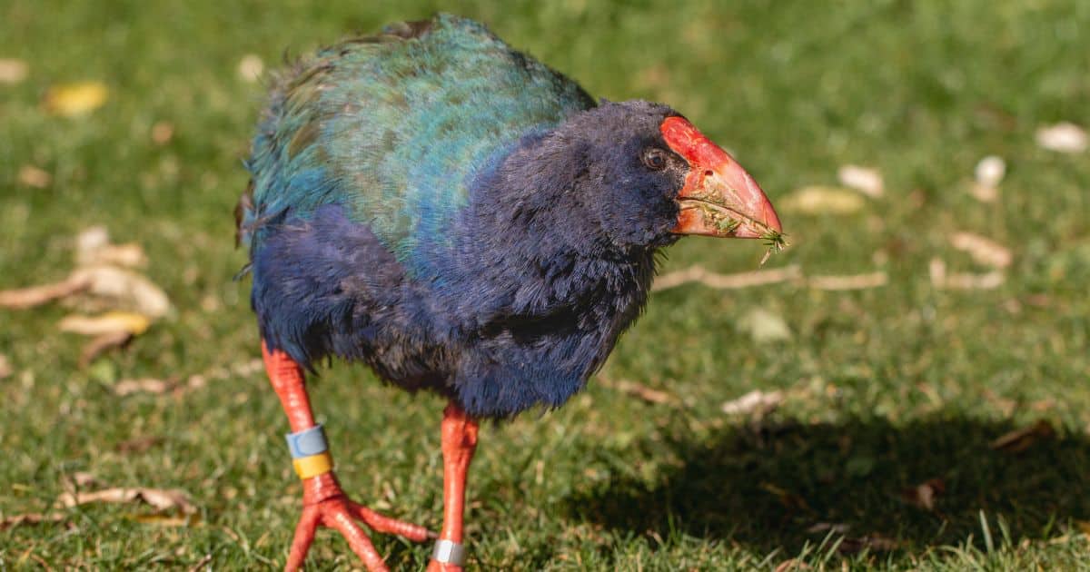 sabiaspalavras.com - Ave pré-histórica considerada extinta renasce na natureza: "Alegria imensurável"