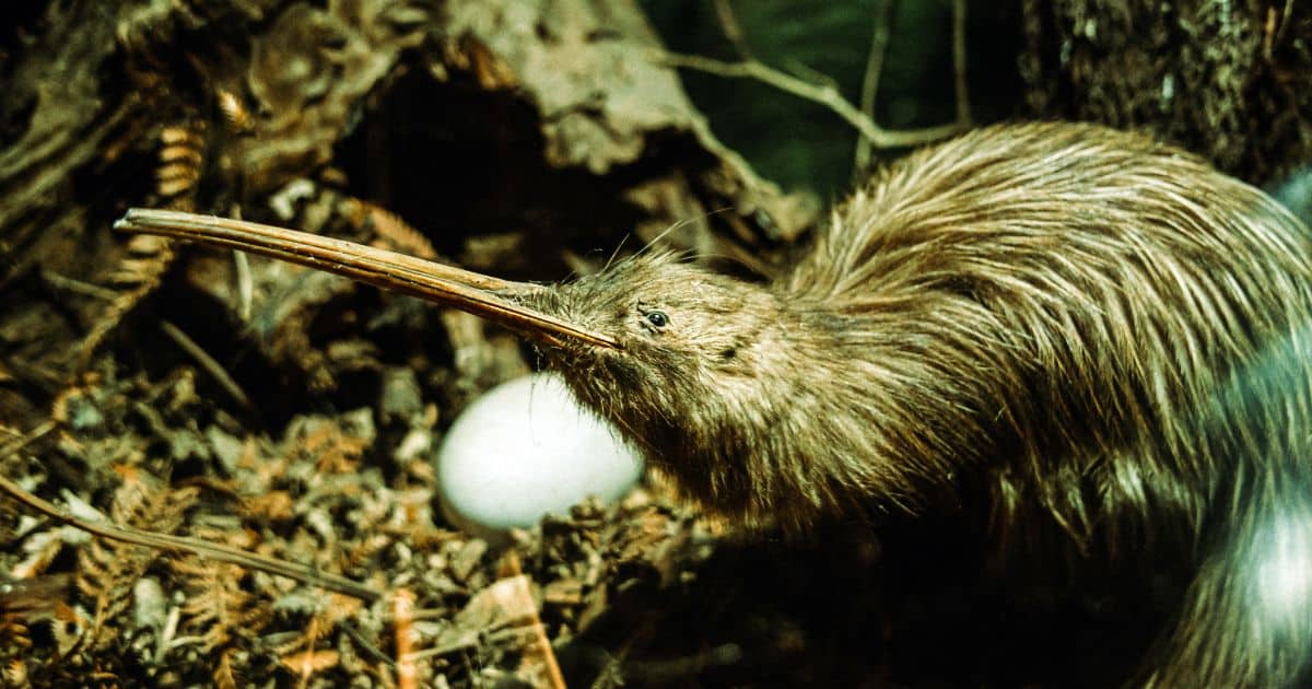 sabiaspalavras.com - Ave pré-histórica considerada extinta renasce na natureza: "Alegria imensurável"