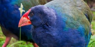 Ave pré-histórica considerada extinta renasce na natureza: “Alegria imensurável”