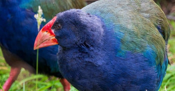 Ave pré-histórica considerada extinta renasce na natureza: “Alegria imensurável”