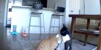 VÍDEO: Gato é flagrado consolando irmão que estava ansioso após sua dona sair