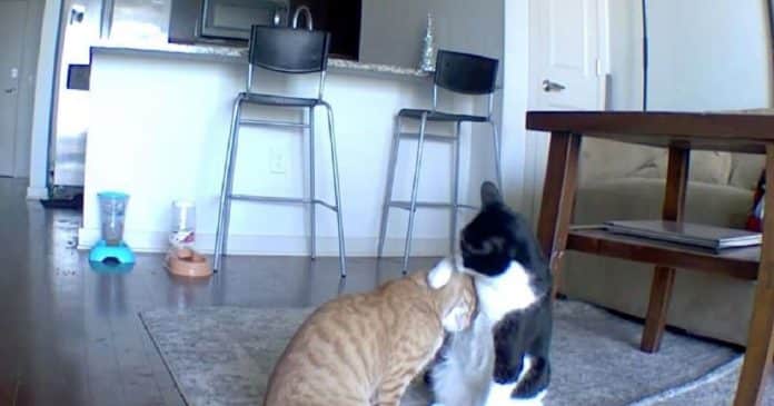 VÍDEO: Gato é flagrado consolando irmão que estava ansioso após sua dona sair