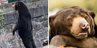 Zoológico sofre acusações que sua atração principal é um ‘homem fantasiado de urso’