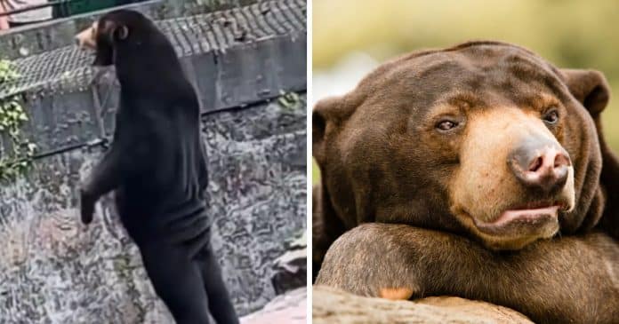 Zoológico sofre acusações que sua atração principal é um ‘homem fantasiado de urso’