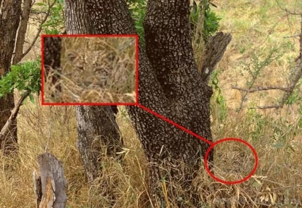 sabiaspalavras.com - 75% das pessoas não conseguem achar o leopardo nesta foto, você consegue?