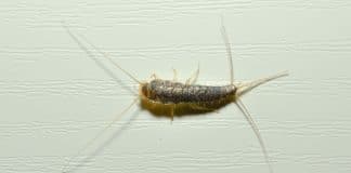 Aviso: Se você vir esse pequeno inseto na sua casa, pode ser um sinal de que você tem um problema caro nas mãos