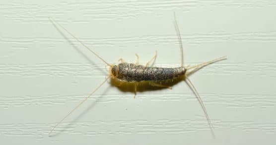 Aviso: Se você vir esse pequeno inseto na sua casa, pode ser um sinal de que você tem um problema caro nas mãos