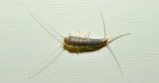 Aviso: Se você vir esse pequeno inseto na sua casa, pode ser um sinal de que você tem um problema caro nas mãos