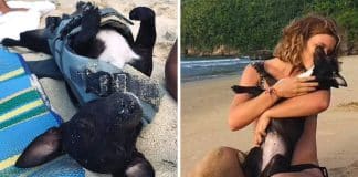 Compahia aérea oferece 9 mil reais à passageira depois que PERDERAM sua cachorrinha durante viagem internacional