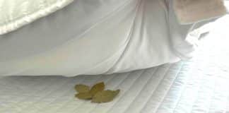 Dormir com Louro embaixo do travesseiro: Antigo costume dos avós que precisa ser lembrado