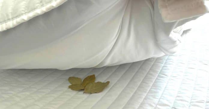 Dormir com Louro embaixo do travesseiro: Antigo costume dos avós que precisa ser lembrado