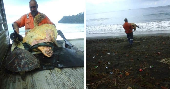 Homem compra tartarugas de mercado de alimentos local e as solta de volta ao mar
