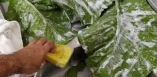 Internauta afirma que lava vegetais com detergente e as opiniões online dividem-se